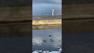 Spring is here!!! hooded merganser Duck!! #spring #duck #outdoor #hoodedmerganser