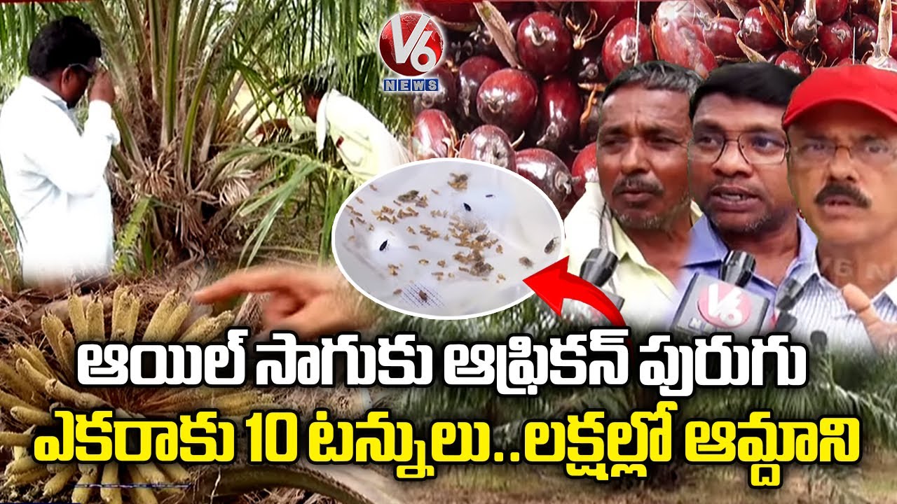 African Weevil Boosting Oil Palm Yield in Telangana | Jagtial | Ground Report | V6 News