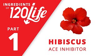 Hibiscus - Ingredients of