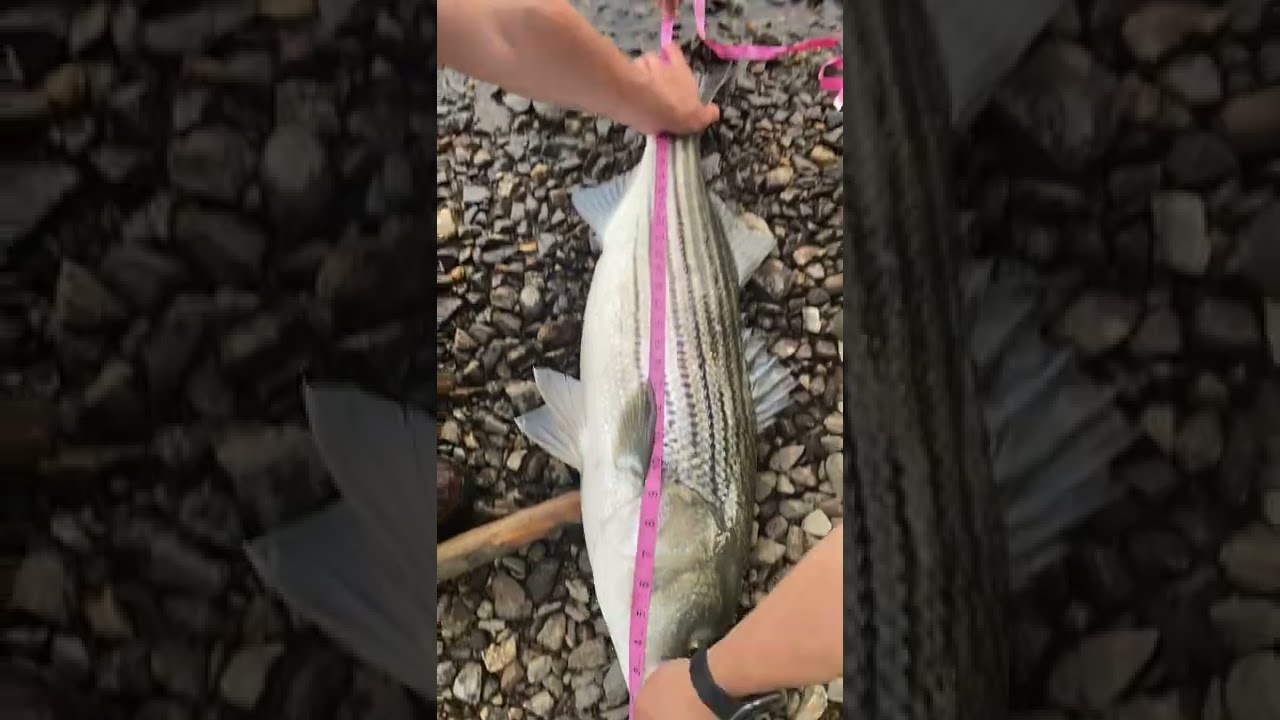 my biggest one so far…😳