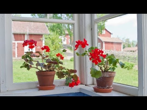 Video: Patria De Los Geranios: ¿de Qué País Nos Llegó Esta Flor? Características Del Origen De La Planta