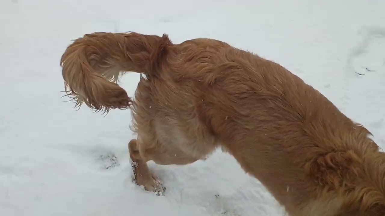 Fetching parts for the Smitty sled