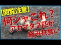 【閲覧注意】何ジャこれ?アカマタ2匹が絡み共食い