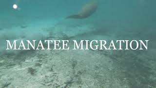 Manatee Migration Short Film