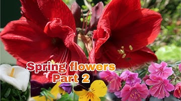 FLOWERS AROUND THE GARDEN./ Part 2./ FILIPINA LIFE IN ROUSSILLON.