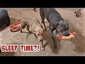 Pitbull Needs Toy To Go To Sleep So Cute! They're A Blessing!!
