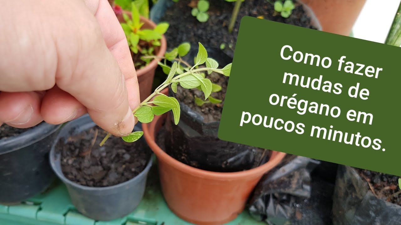 Como é fácil plantar orégano