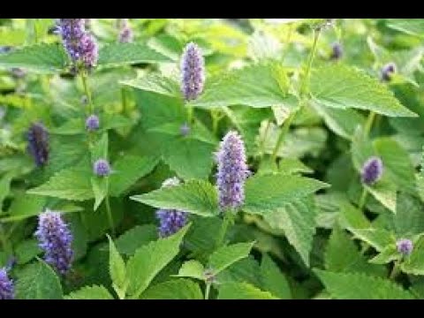 Menta câmpiilor Un