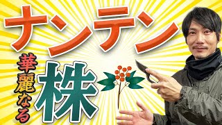 【ナンテン(南天)の剪定】キレイに見える株の残し方を伝授