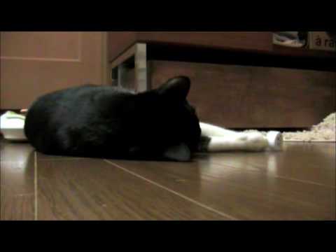 猫と沖縄バヤリース