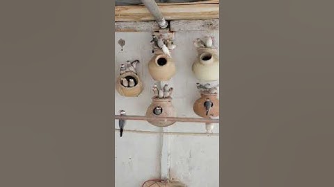 Java Finch Colony | Breeding Pairs | Rare Mutation Colony | Beautiful Java Finchs