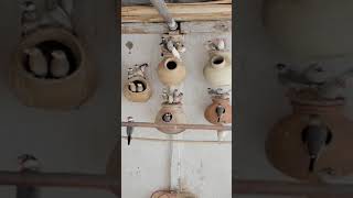 Java Finch Colony | Breeding Pairs | Rare Mutation Colony | Beautiful Java Finchs