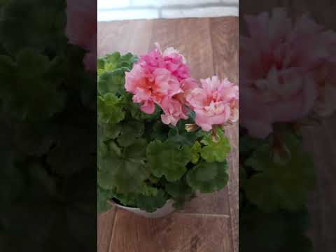 Video: Pelargonium, Blommar Som En Kung