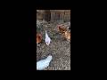 Sunday Live: Working in the Chicken Pen 🐔 | Gen X Suburban Homestead Chores