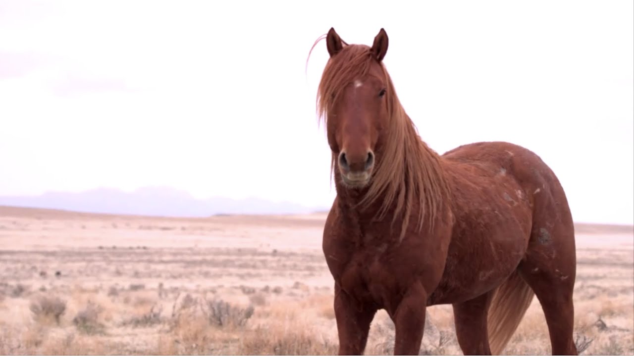Sage Hill Farm in Upper Freehold NJ a wild horses and animal sanctuary