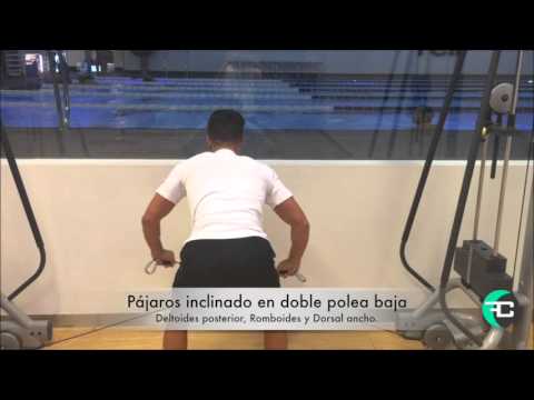 Pájaros inclinado en doble polea baja