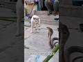 😾cat vs King cobra 🐍#cat #cobra #fighting #youtubeshorts #shorts