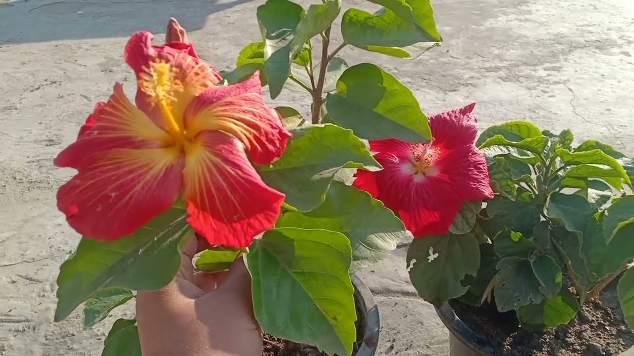 Hibiscus January  में आयेंगे फूल सिर्फ़ 10 दिनों में || Hibiscus Plant Care || Hibiscus Free Khaad