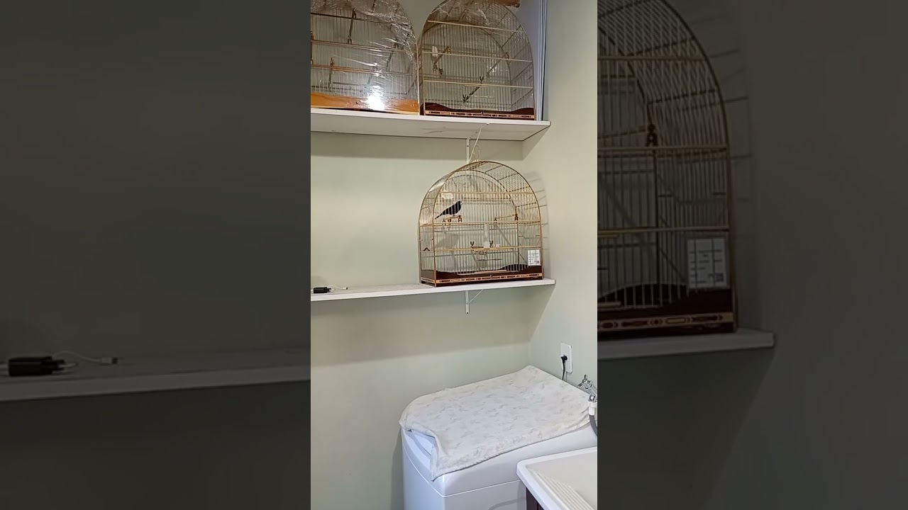 Atualização, como estão os bicudos #passaros 