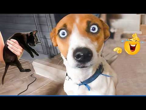 When God Sends You a Funny Dog 😹🐶 You’ll Cry Laughing!