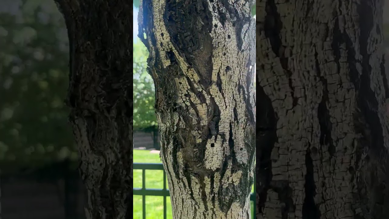 Ash Trees In Utah are being destroyed by borers