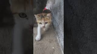@PrincessNikacat @AniCat @Catchysmells @dojacat
