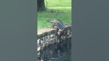 Snapping Turtle Climbs Out Of Pond || ViralHog