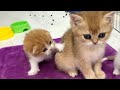"You are not my sister!" - reaction of mom cat and her kittens to an adopted kitten