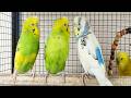 12 hour Soothing & Cheerful Budgie Sounds 🐦💚 | Social Chirping to Comfort Quiet Birds