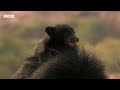 Natural World: Meet The Bears | FULL EPISODE | BBC Earth