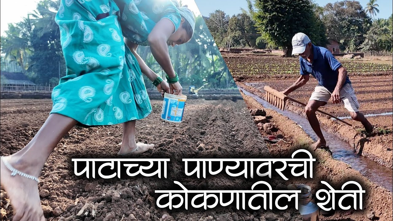 पुष्पा पोटी फुटान काम करता नी मधीचं घोवाकडे वाकान बघता😜😂| कोकणी जीवन #शेतकरी #कोकणी #kokan #kokani