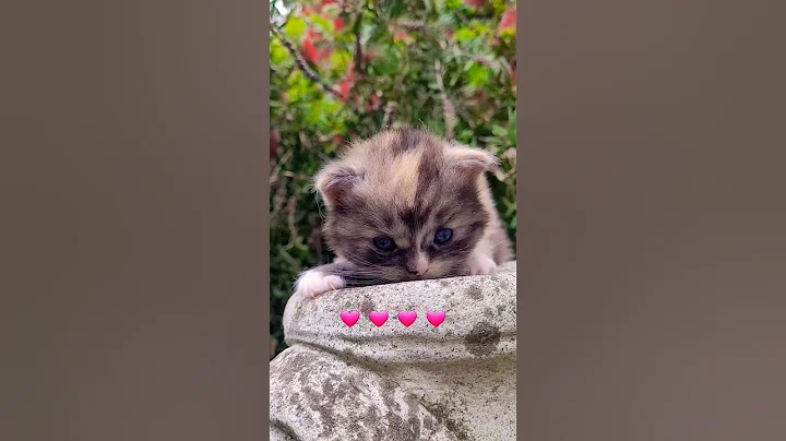 Just too cute for words ! #cat #kitten  #mainecoon #baby #love #shorts