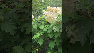 Oakleaf Hydrangea 떡갈잎수국#flowers #nature #garden