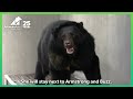 Update On Apollo, Rescued Three Weeks Ago From Bile Farm💗| Animals Asia