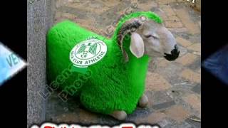 Raja Club D Chouha 1