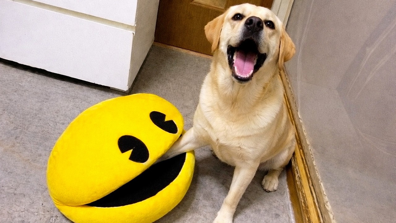 Best Funny Animal Videos You’ll Love 🤪 These Pets Have No Chill