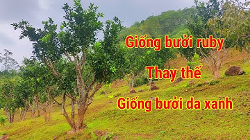 Vườn bưởi ghép cải tạo sang giống bưởi ruby thái lan, nói không với bệnh vàng lá thối rễ