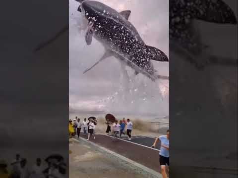 اكبر قرش بالعالم