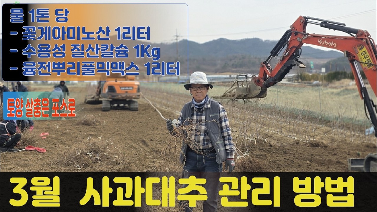 대추나무 과수원 3월달 관리 송림농원(010-7399-4761)추황묘목 밭에서