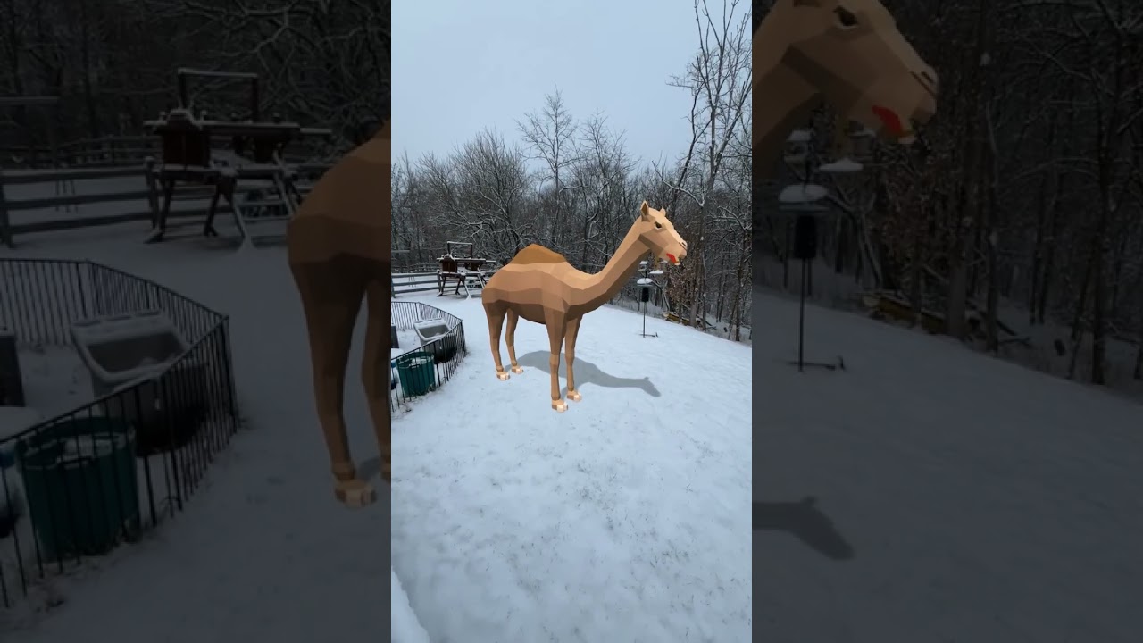 Western Camel in the summer vs in the winter in my backyard 