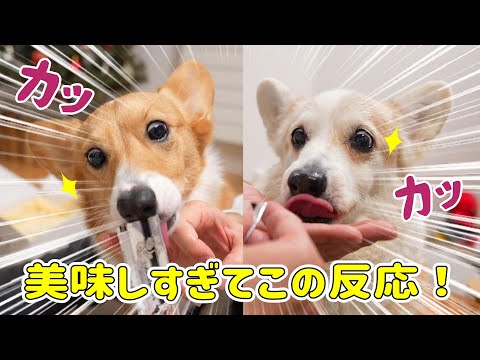 初めてのキノコに目がカッと見開くワンコ達！