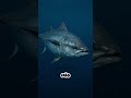 Como o peixe atum consegue dormir ?