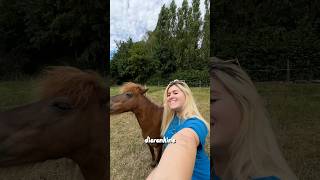 Wiccan deed zijn eerste dag als meester Wiccan and he did it so well!! 🥰 #hond #paard #nederlands Wiccan deed zijn eerste dag als meester Wiccan and he did it so well!! 🥰 #hond #paard #nederlands