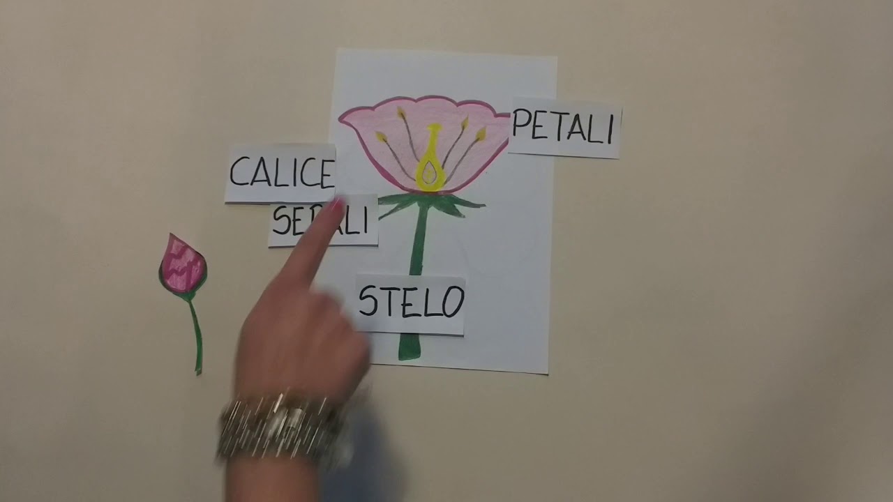 LE PARTI DEL FIORE - SCUOLA PRIMARIA - YouTube