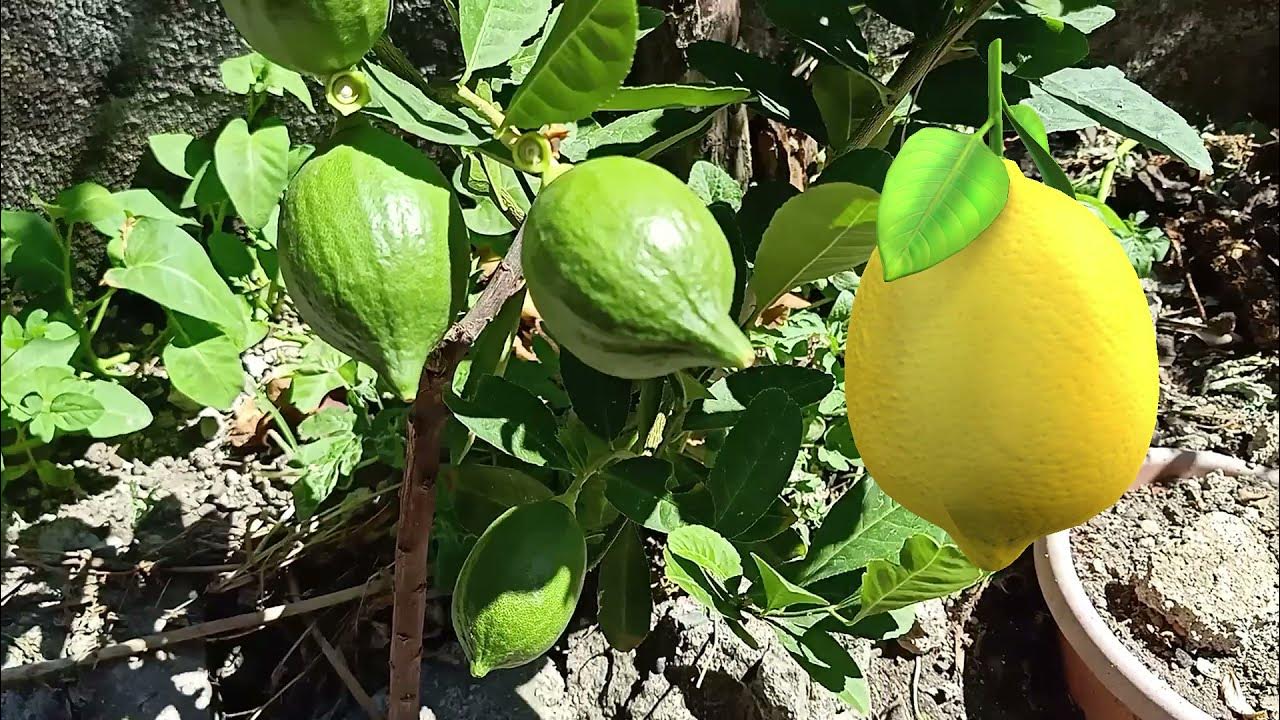 LEMON TREE BEAR FRUITS FROM FLOWER TO FRUITS COMPILATION VERY