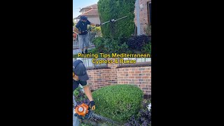 Pruning Tips for Mediterranean Cypress & Buxus Shrubs