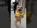Taking "To-Go" literally! I stole these burgers fair and square. #FunnyDog #McDonalds #PoliceChase