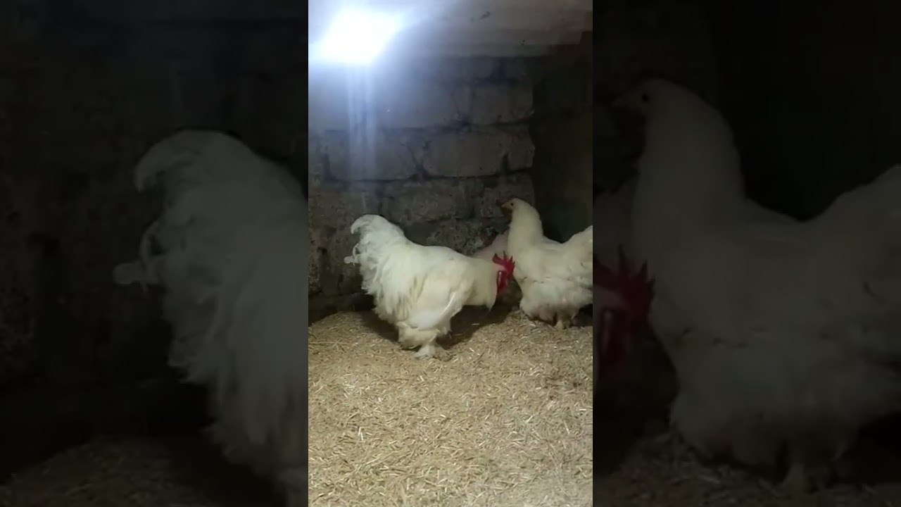 white buff hens beauty