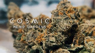 Granddaddy Blurple THCa Flower by Cosmic Hemp Gardens!