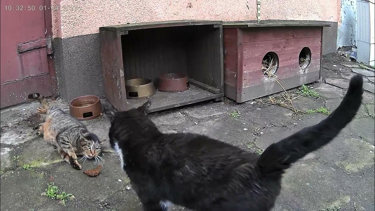 Kaczki Uuu Raz Na Wozie Raz Pod Wozem Raz na wozie raz pod wozem. - YouTube
